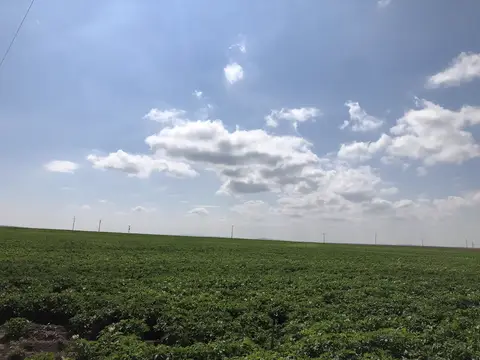 Odunpazarı, Eskişehir saha ziyareti (Temmuz 2020) — patates