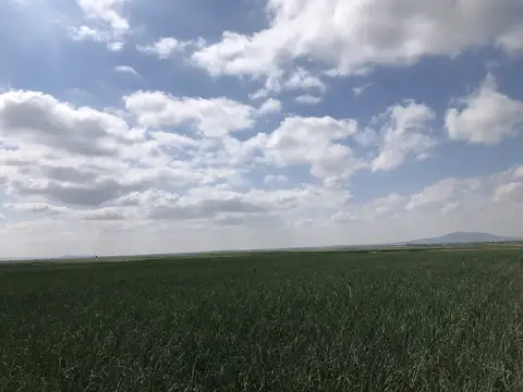 Odunpazarı, Eskişehir saha ziyareti (Temmuz 2020) — patates