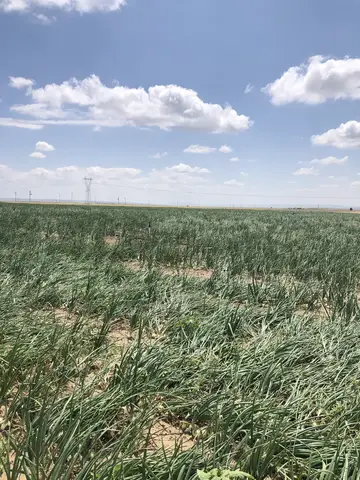 Tepebaşı, Eskişehir saha ziyareti (Temmuz 2020) — soğan, patates