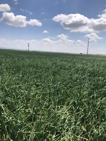 Tepebaşı, Eskişehir saha ziyareti (Temmuz 2020) — soğan, patates