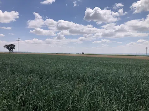 Tepebaşı, Eskişehir saha ziyareti (Temmuz 2020) — soğan, patates