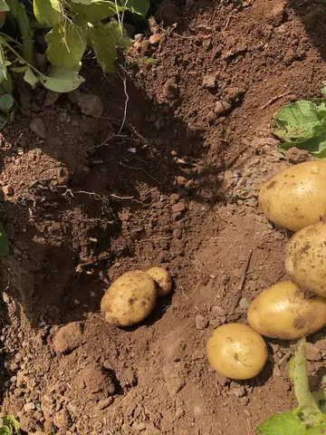 Tepebaşı, Eskişehir saha ziyareti (Temmuz 2020) — soğan, patates