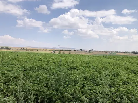 Odunpazarı, Eskişehir saha ziyareti (Ağustos 2020) — patates