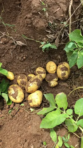 Odunpazarı, Eskişehir saha ziyareti (Ağustos 2020) — patates