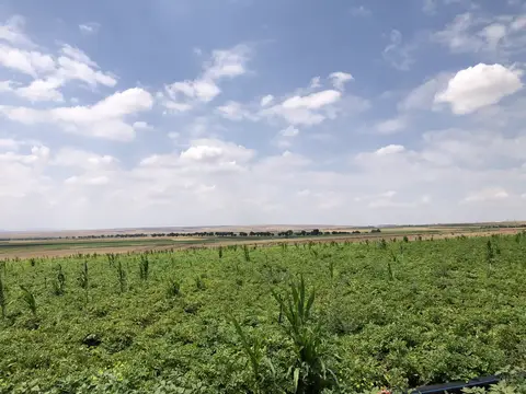 Odunpazarı, Eskişehir saha ziyareti (Ağustos 2020) — patates