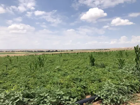 Odunpazarı, Eskişehir saha ziyareti (Ağustos 2020) — patates