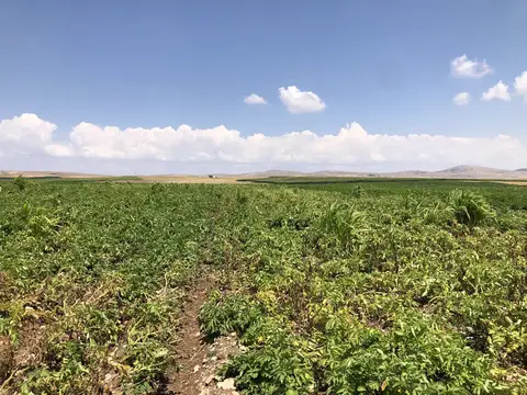 Odunpazarı, Eskişehir saha ziyareti (Ağustos 2020) — patates