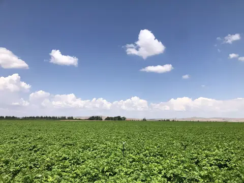 Odunpazarı, Eskişehir saha ziyareti (Ağustos 2020) — patates
