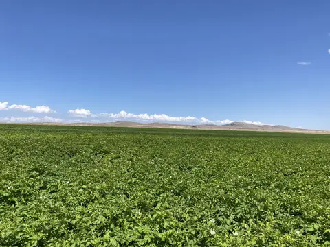 Odunpazarı, Eskişehir saha ziyareti (Ağustos 2022) — patates