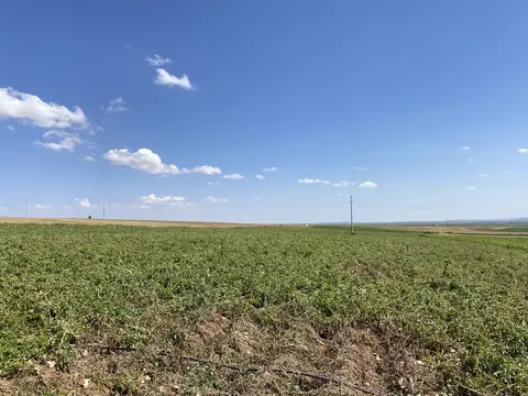 Odunpazarı, Eskişehir saha ziyareti (Ağustos 2022) — patates