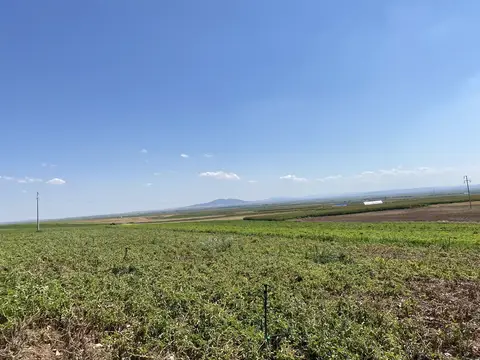 Odunpazarı, Eskişehir saha ziyareti (Ağustos 2022) — patates