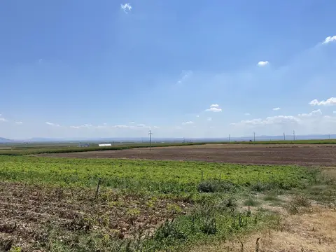 Odunpazarı, Eskişehir saha ziyareti (Ağustos 2022) — patates
