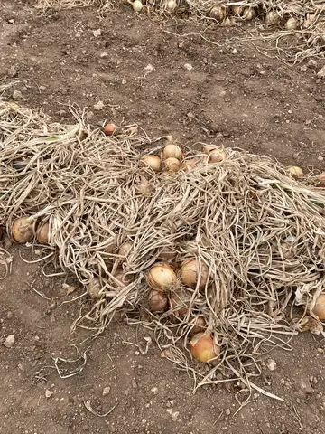 Odunpazarı, Eskişehir saha ziyareti (Eylül 2022) — soğan, patates