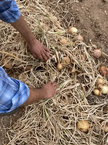 Odunpazarı, Eskişehir saha ziyareti (Eylül 2022) — soğan, patates