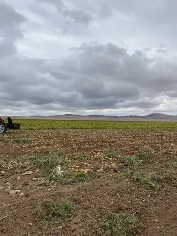 Odunpazarı, Eskişehir saha ziyareti (Eylül 2022) — soğan, patates