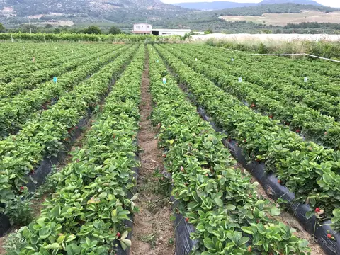 Menemen, İzmir saha ziyareti (Mayıs 2016) — biber, çilek