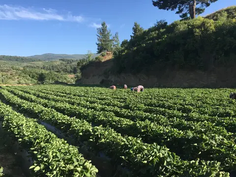 Selçuk, İzmir saha ziyareti (Haziran 2016) — çilek, üzüm
