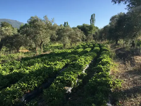 Selçuk, İzmir saha ziyareti (Haziran 2016) — çilek, üzüm