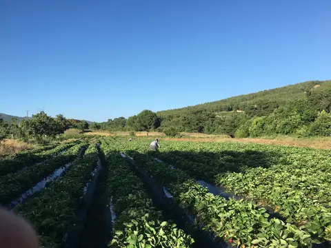 Selçuk, İzmir saha ziyareti (Haziran 2016) — çilek, üzüm