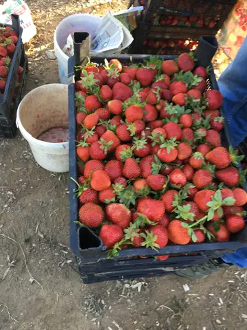 Selçuk, İzmir saha ziyareti (Haziran 2016) — çilek, üzüm