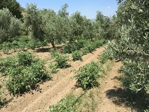 İzmir saha ziyareti (Ağustos 2016) — genel saha