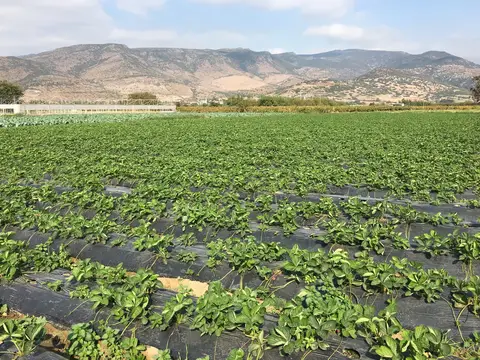 Menemen, İzmir saha ziyareti (Ekim 2016) — çilek, domates