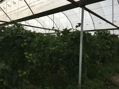 Menemen, İzmir saha ziyareti (Ekim 2016) — çilek, domates