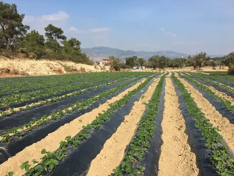 Menemen, İzmir saha ziyareti (Ekim 2016) — çilek, domates