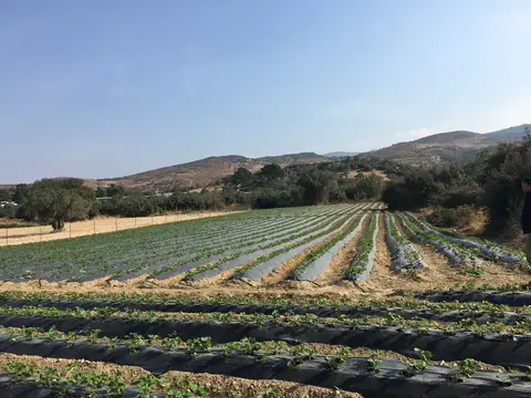 Menemen, İzmir saha ziyareti (Ekim 2016) — çilek, domates