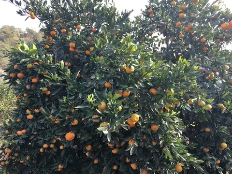 Selçuk, İzmir saha ziyareti (Kasım 2016) — mandalina