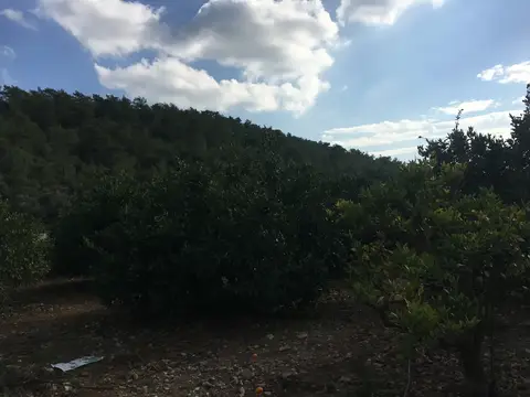 Selçuk, İzmir saha ziyareti (Kasım 2016) — mandalina