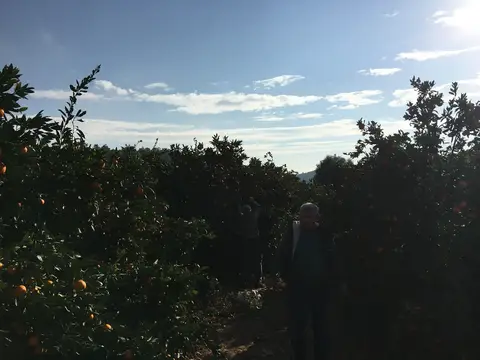 Selçuk, İzmir saha ziyareti (Kasım 2016) — mandalina