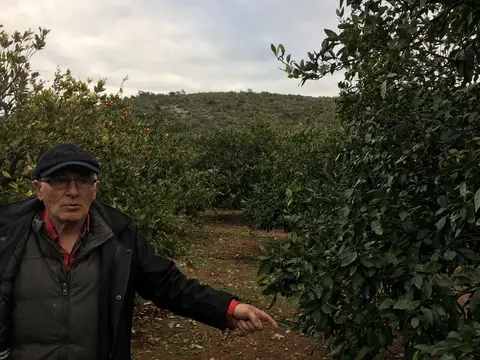 İzmir saha ziyareti (Aralık 2016) — narenciye