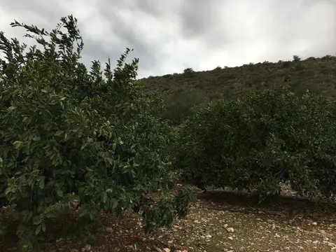 İzmir saha ziyareti (Aralık 2016) — narenciye