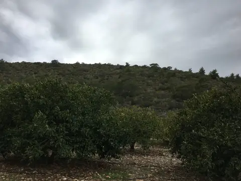 İzmir saha ziyareti (Aralık 2016) — narenciye