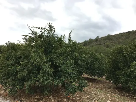İzmir saha ziyareti (Aralık 2016) — narenciye