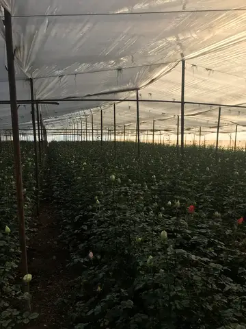 Menderes, İzmir saha ziyareti (Aralık 2016) — gül, trabzon hurması