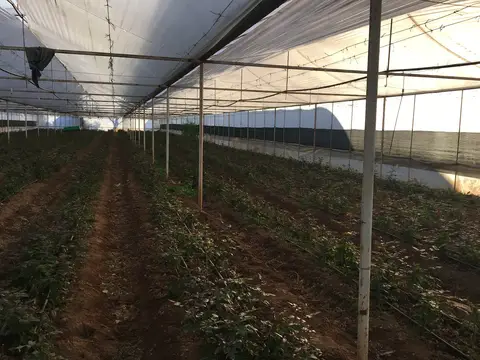 Menderes, İzmir saha ziyareti (Aralık 2016) — gül, trabzon hurması