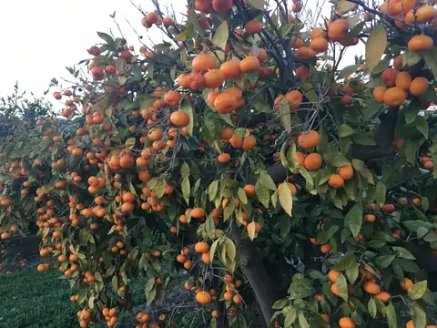 Menderes, İzmir saha ziyareti (Aralık 2016) — gül, trabzon hurması