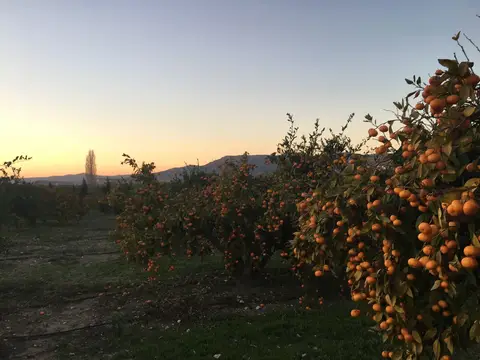 Menderes, İzmir saha ziyareti (Aralık 2016) — gül, trabzon hurması