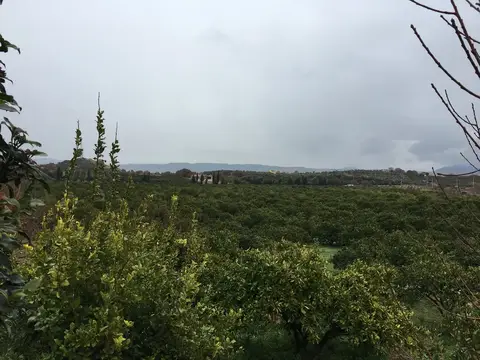 Seferihisar, İzmir saha ziyareti (Aralık 2016) — narenciye