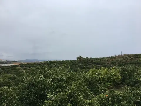 Seferihisar, İzmir saha ziyareti (Aralık 2016) — narenciye