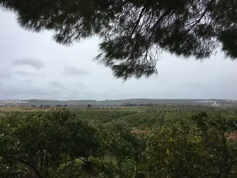Seferihisar, İzmir saha ziyareti (Aralık 2016) — narenciye