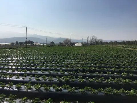 Menemen, İzmir saha ziyareti (Mart 2017) — çilek
