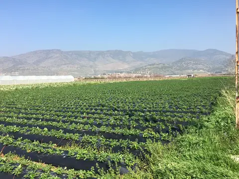 Menemen, İzmir saha ziyareti (Mart 2017) — çilek