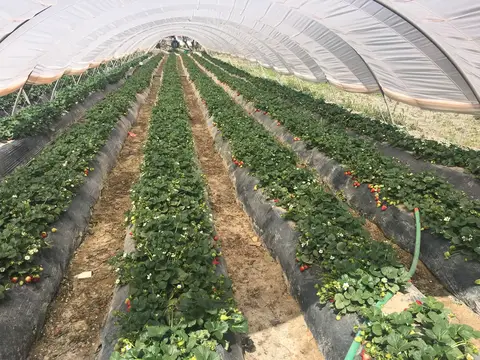 Menemen, İzmir saha ziyareti (Mart 2017) — çilek