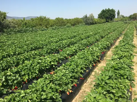Menemen, İzmir saha ziyareti (Nisan 2017) — çilek