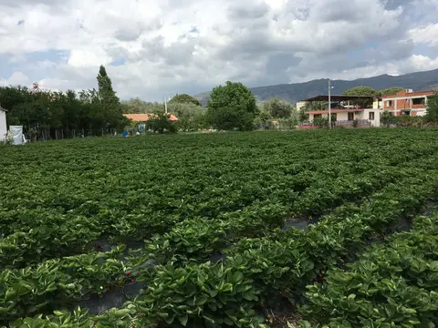 Menemen, İzmir saha ziyareti (Mayıs 2017) — çilek, domates, biber