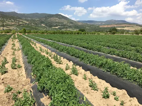Menemen, İzmir saha ziyareti (Mayıs 2017) — çilek, domates, biber