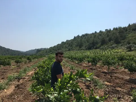 İzmir saha ziyareti (Mayıs 2017) — kiraz